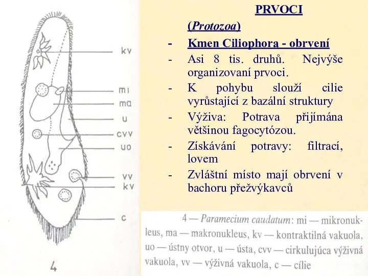 PRVOCI (Protozoa) Kmen Ciliophora - obrvení Asi 8 tis. druhů. Nejvýše organizovaní