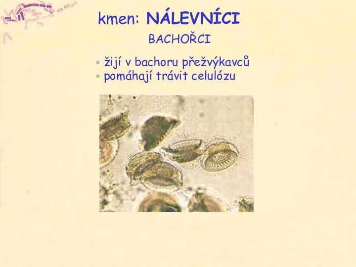 žijí v bachoru přežvýkavců pomáhají trávit celulózu BACHOŘCI kmen: NÁLEVNÍCI