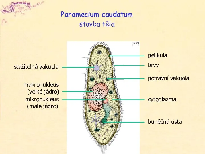 stažitelná vakuola makronukleus (velké jádro) mikronukleus (malé jádro) pelikula brvy potravní vakuola