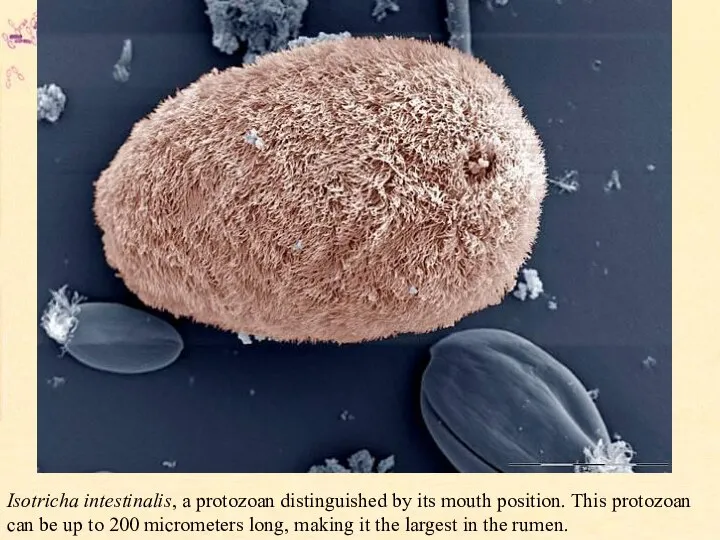 Isotricha intestinalis, a protozoan distinguished by its mouth position. This protozoan can