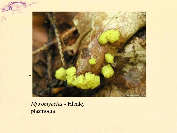 Myxomycetes - Hlenky plasmodia