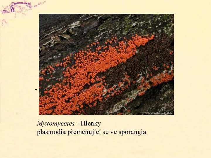 Myxomycetes - Hlenky plasmodia přeměňující se ve sporangia
