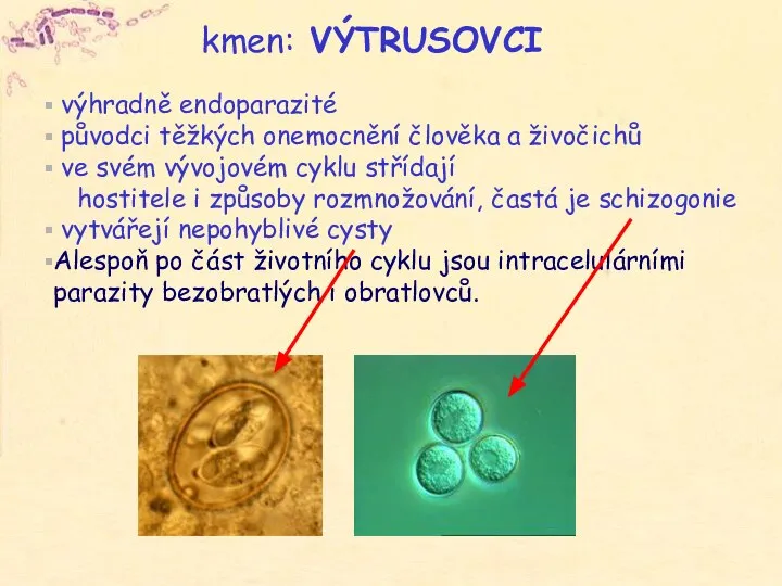 kmen: VÝTRUSOVCI výhradně endoparazité původci těžkých onemocnění člověka a živočichů ve svém