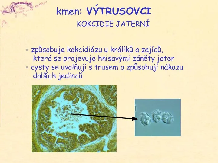 způsobuje kokcidiózu u králíků a zajíců, která se projevuje hnisavými záněty jater