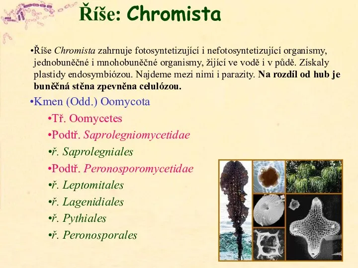 Říše: Chromista Říše Chromista zahrnuje fotosyntetizující i nefotosyntetizující organismy, jednobuněčné i mnohobuněčné
