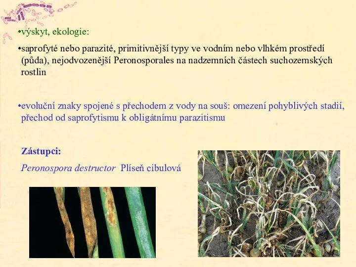 výskyt, ekologie: saprofyté nebo parazité, primitivnější typy ve vodním nebo vlhkém prostředí