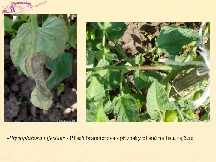 Phytophthora infestans - Plíseň bramborová - příznaky plísně na listu rajčete