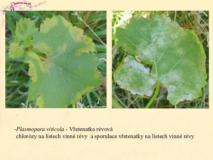Plasmopara viticola - Vřetenatka révová chlorózy na listech vinné révy a sporulace