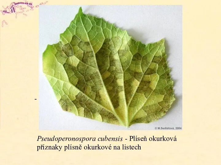Pseudoperonospora cubensis - Plíseň okurková příznaky plísně okurkové na listech