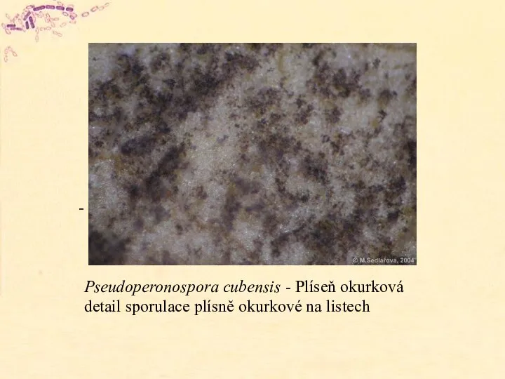 Pseudoperonospora cubensis - Plíseň okurková detail sporulace plísně okurkové na listech