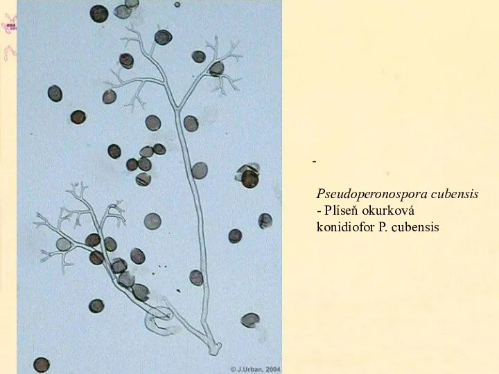 Pseudoperonospora cubensis - Plíseň okurková konidiofor P. cubensis