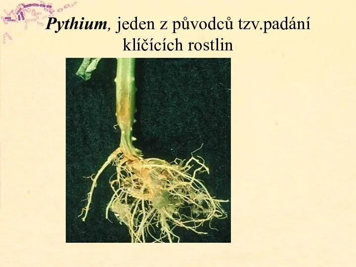 Pythium, jeden z původců tzv.padání klíčících rostlin