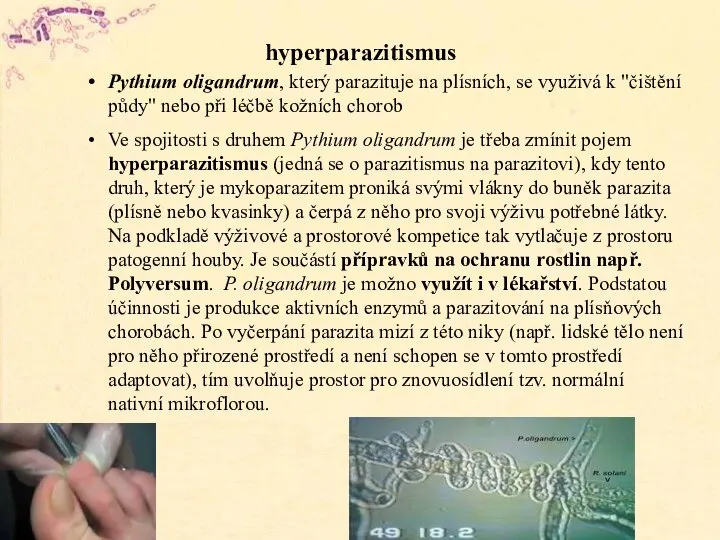 hyperparazitismus Pythium oligandrum, který parazituje na plísních, se využivá k "čištění půdy"
