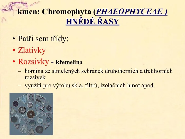 kmen: Chromophyta (PHAEOPHYCEAE ) HNĚDÉ ŘASY Patří sem třídy: Zlativky Rozsivky -