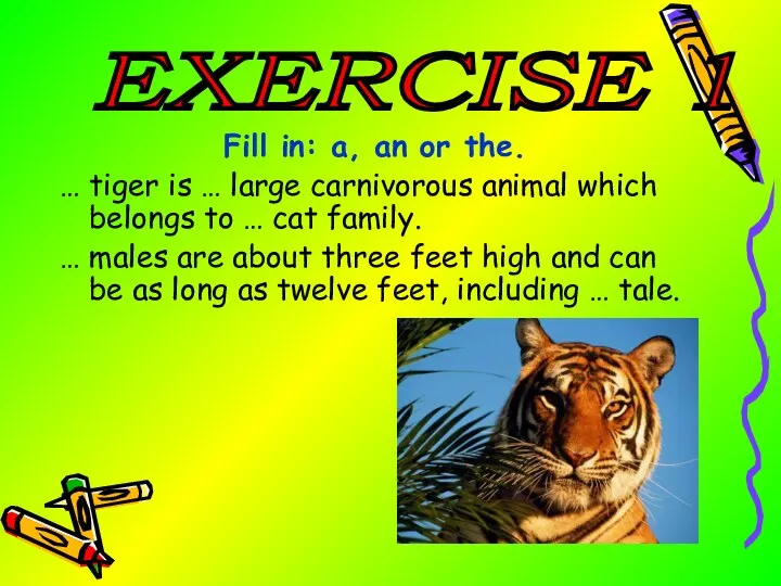 Fill in: a, an or the. … tiger is … large carnivorous