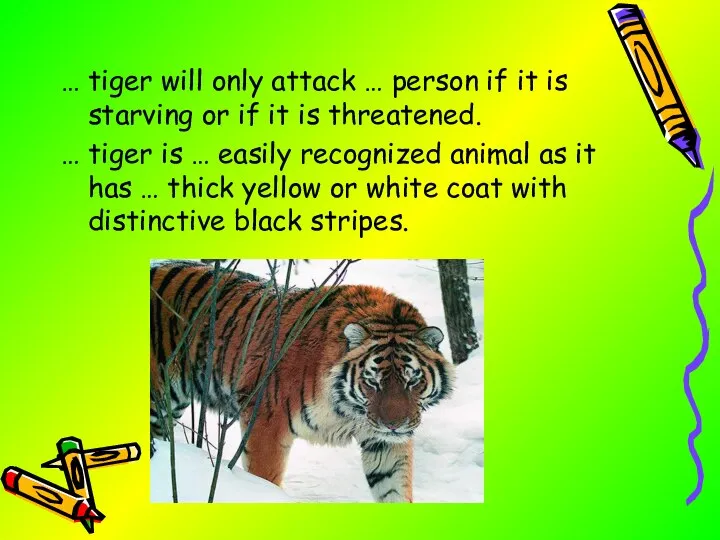 … tiger will only attack … person if it is starving or