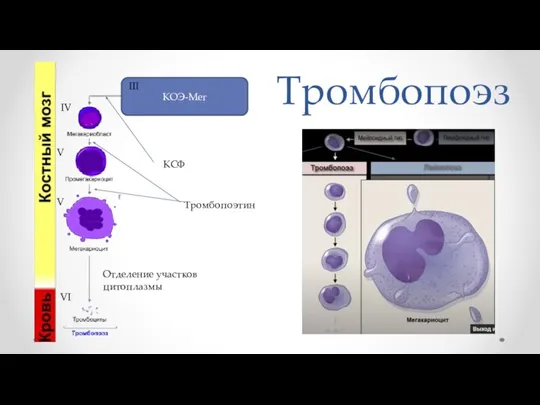 Тромбопоэз КОЭ-Мег КСФ Тромбопоэтин Отделение участков цитоплазмы IV III V V VI