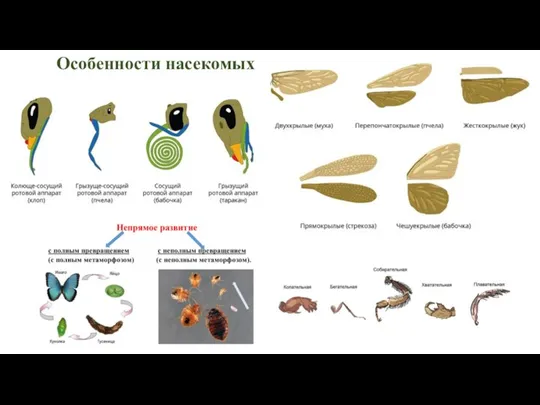 Особенности насекомых