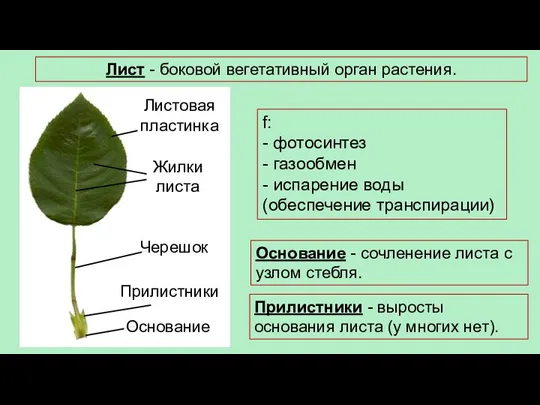 Лист - боковой вегетативный орган растения. Основание - сочленение листа с узлом