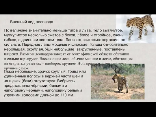 Внешний вид леопарда По величине значительно меньше тигра и льва. Тело вытянутое,