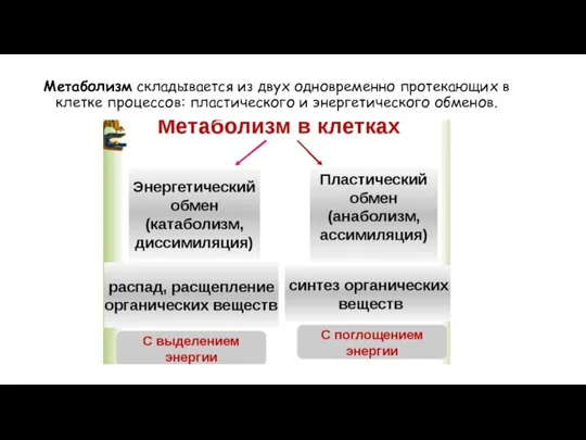 Метаболизм складывается из двух одновременно протекающих в клетке процессов: пластического и энергетического обменов.