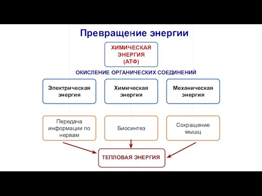 Превращение энергии ОКИСЛЕНИЕ ОРГАНИЧЕСКИХ СОЕДИНЕНИЙ ТЕПЛОВАЯ ЭНЕРГИЯ