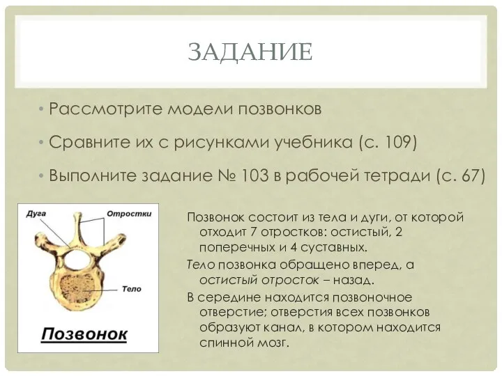 ЗАДАНИЕ Рассмотрите модели позвонков Сравните их с рисунками учебника (с. 109) Выполните