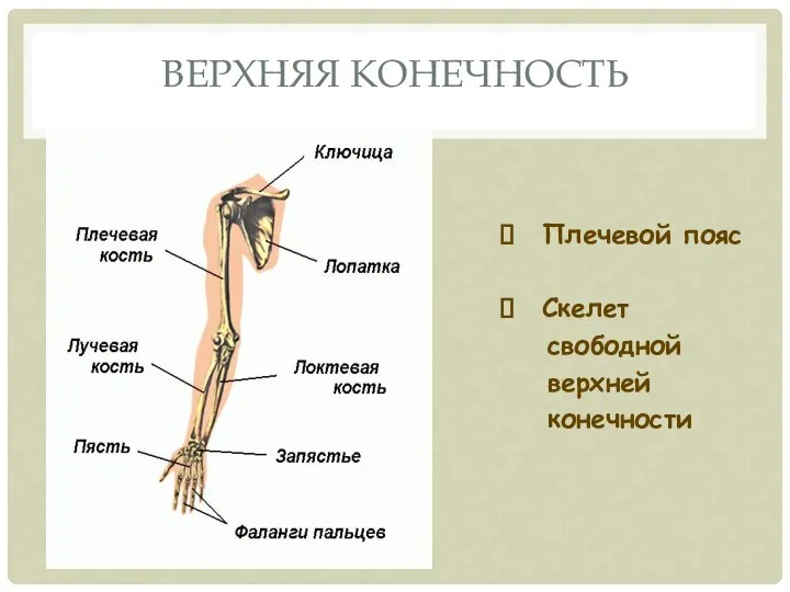 Плечевой пояс Скелет свободной верхней конечности ВЕРХНЯЯ КОНЕЧНОСТЬ