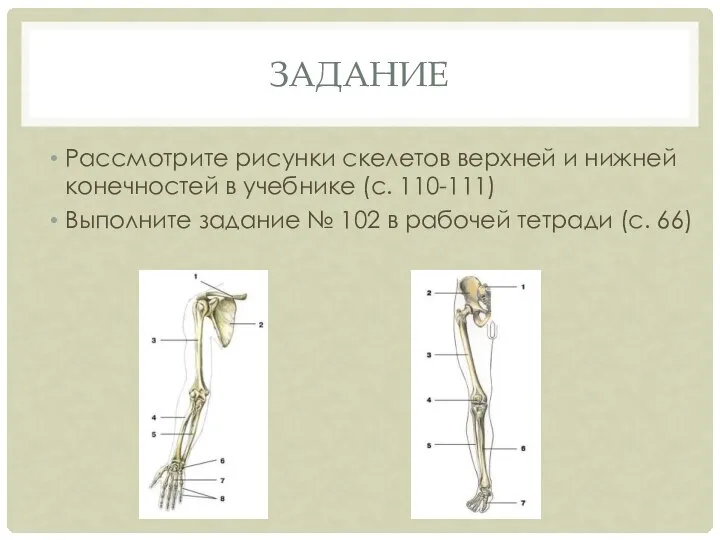 ЗАДАНИЕ Рассмотрите рисунки скелетов верхней и нижней конечностей в учебнике (с. 110-111)