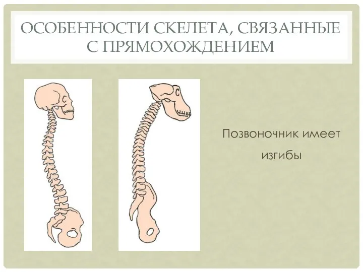 Позвоночник имеет изгибы ОСОБЕННОСТИ СКЕЛЕТА, СВЯЗАННЫЕ С ПРЯМОХОЖДЕНИЕМ