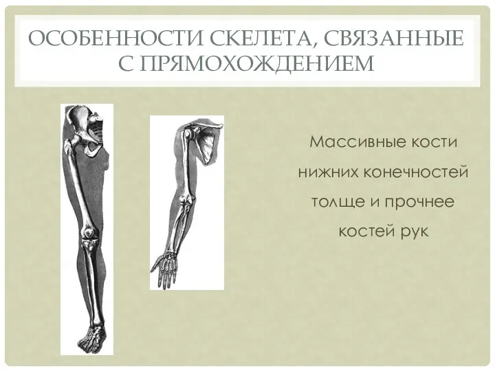 Массивные кости нижних конечностей толще и прочнее костей рук ОСОБЕННОСТИ СКЕЛЕТА, СВЯЗАННЫЕ С ПРЯМОХОЖДЕНИЕМ