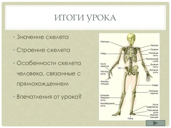 ИТОГИ УРОКА Значение скелета Строение скелета Особенности скелета человека, связанные с прямохождением Впечатления от урока?