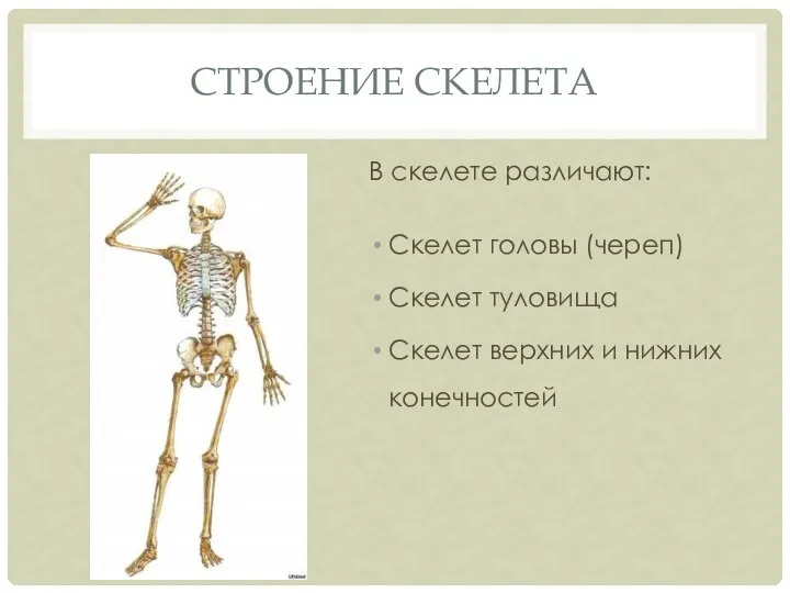 СТРОЕНИЕ СКЕЛЕТА В скелете различают: Скелет головы (череп) Скелет туловища Скелет верхних и нижних конечностей