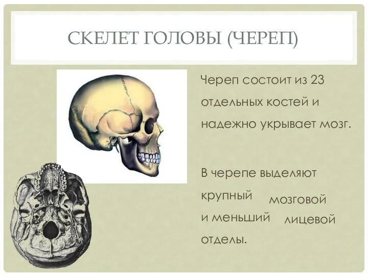 СКЕЛЕТ ГОЛОВЫ (ЧЕРЕП) Череп состоит из 23 отдельных костей и надежно укрывает