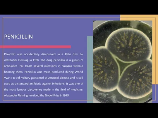 PENICILLIN Penicillin was accidentally discovered in a Petri dish by Alexander Fleming