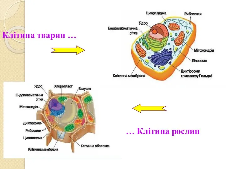 Клітина тварин … … Клітина рослин