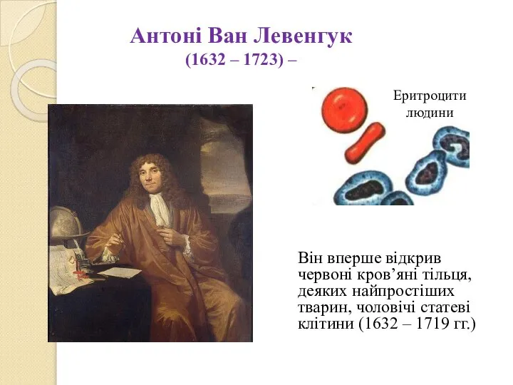 Антоні Ван Левенгук (1632 – 1723) – Він вперше відкрив червоні кров’яні