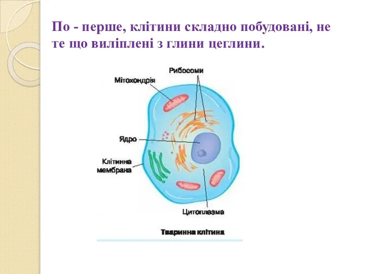 По - перше, клітини складно побудовані, не те що виліплені з глини цеглини.