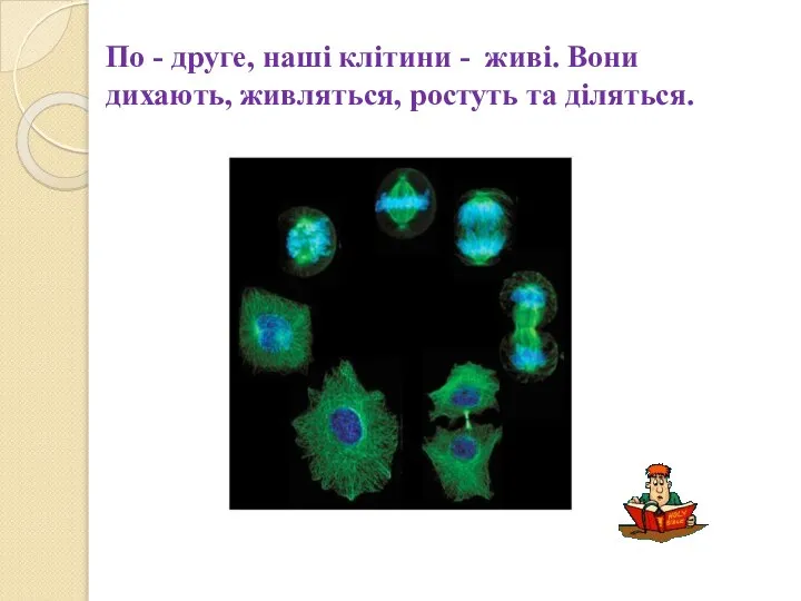 По - друге, наші клітини - живі. Вони дихають, живляться, ростуть та діляться.