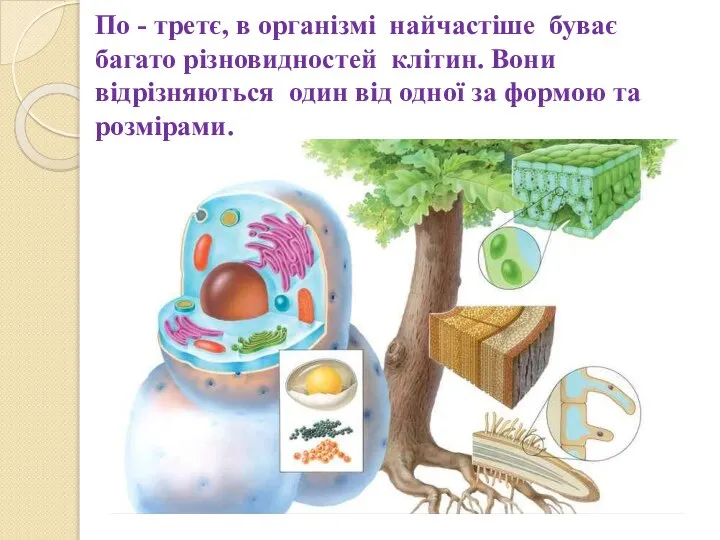 По - третє, в організмі найчастіше буває багато різновидностей клітин. Вони відрізняються