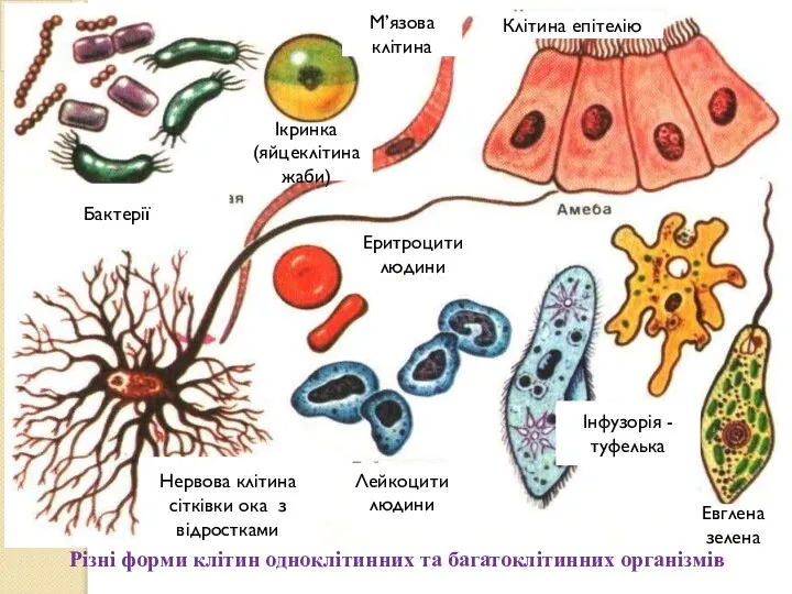 М’язова клітина Клітина епітелію Еритроцити людини Інфузорія - туфелька Евглена зелена Лейкоцити