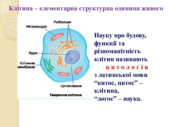 Клітина – елементарна структурна одиниця живого Науку про будову, функції та різноманітність