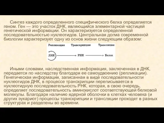 Синтез каждого определенного специфического белка определяется геном. Ген — это участок ДНК,