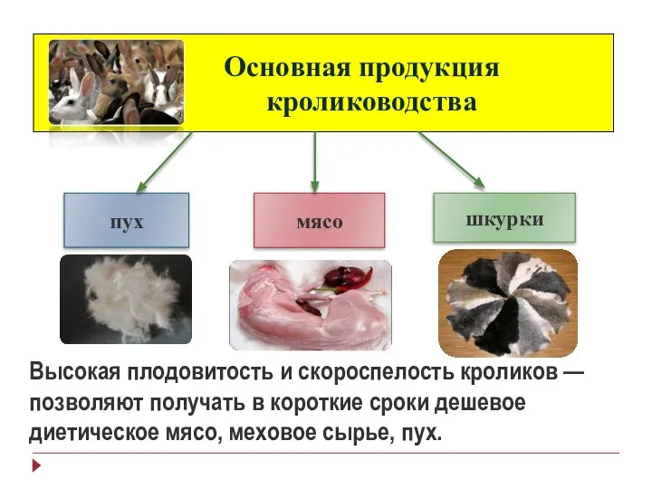 Основная продукция кролиководства мясо шкурки пух Высокая плодовитость и скороспелость кроликов —