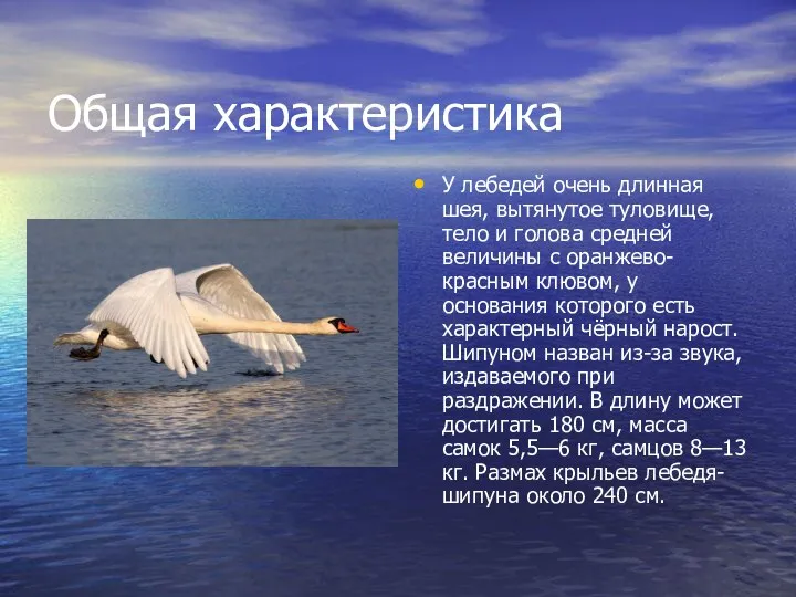 Общая характеристика У лебедей очень длинная шея, вытянутое туловище, тело и голова