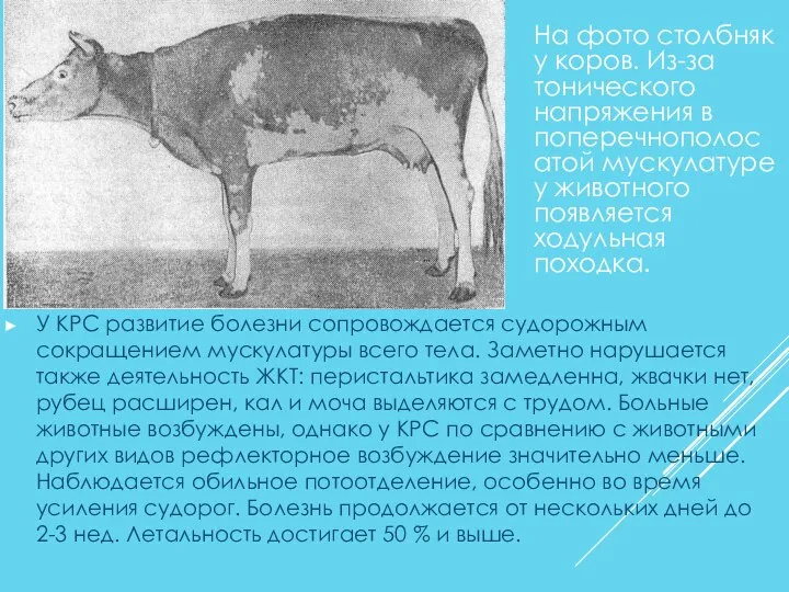 У КРС развитие болезни сопровождается судорожным сокращением мускулатуры всего тела. Заметно нарушается