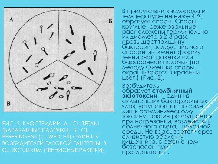 РИС. 2. КЛОСТРИДИИ. А - CL. TETANI (БАРАБАННЫЕ ПАЛОЧКИ). Б - CL.