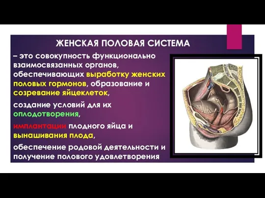 ЖЕНСКАЯ ПОЛОВАЯ СИСТЕМА – это совокупность функционально взаимосвязанных органов, обеспечивающих выработку женских