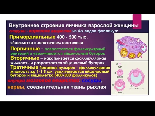 Внутреннее строение яичника взрослой женщины Примордиальные 400 - 500 тыс, яйцеклетка в