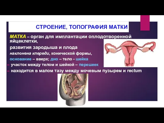 СТРОЕНИЕ, ТОПОГРАФИЯ МАТКИ МАТКА – орган для имплантации оплодотворенной яйцеклетки, развития зародыша